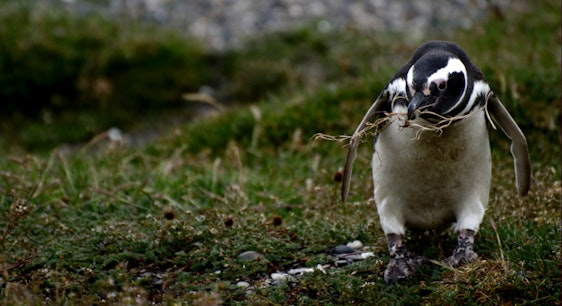 Pingüino haciendo nido