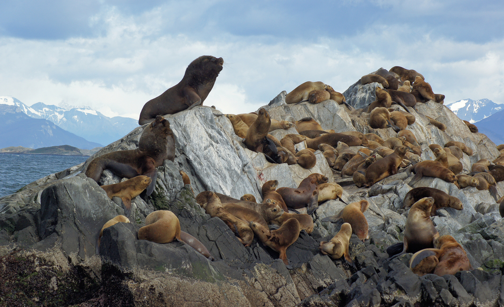 Isla Lobos en Ushuaia