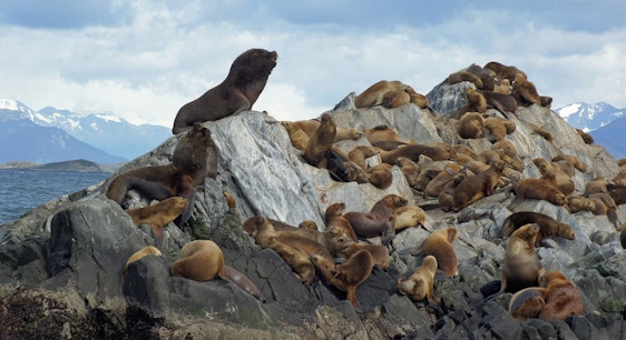 Isla Lobos en Ushuaia