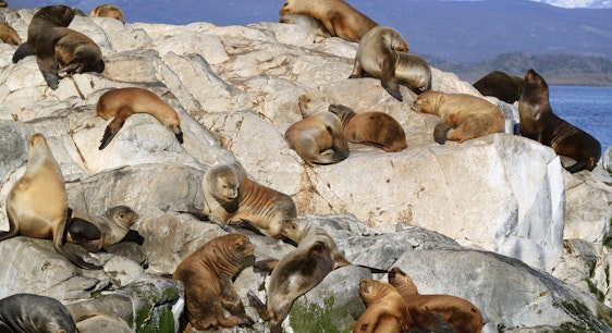 isla con lobos marinos en ushuaia