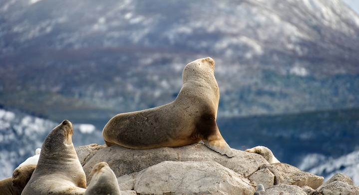 wolves island in Ushuaia