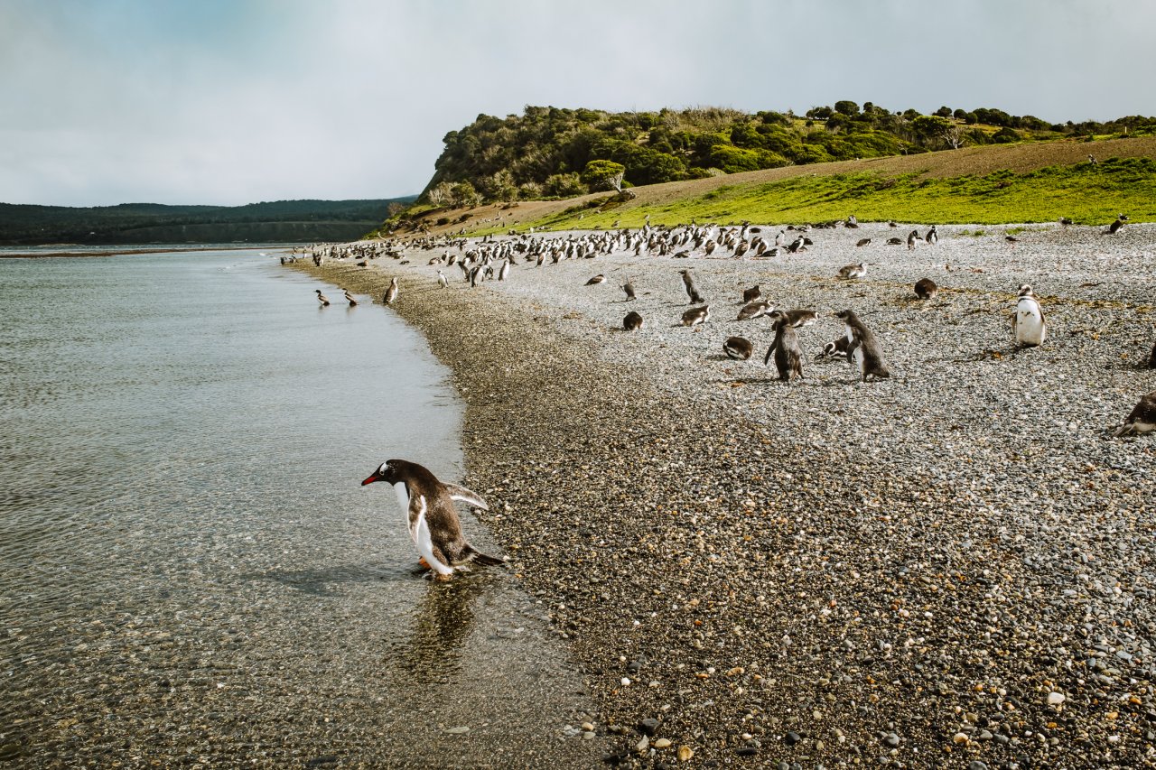 Colonia de pingüinos papúa en la playa de guijarros de Isla Gable, Ushuaia, Tierra del Fuego