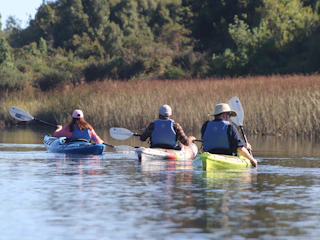 Imagen Kayak Ríos y Humedales de Medio Día en Valdivia Personas en kayak