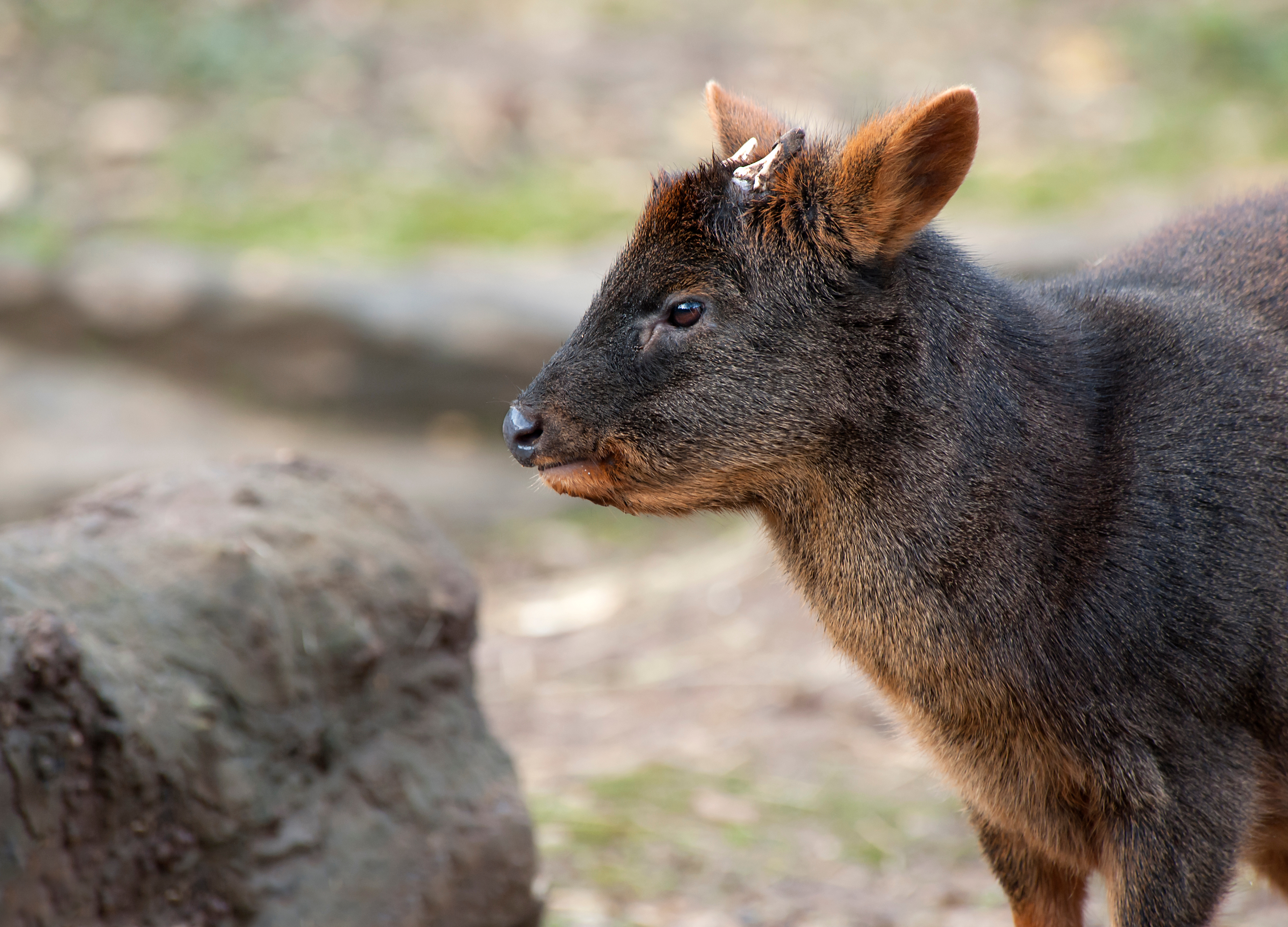 Pudú