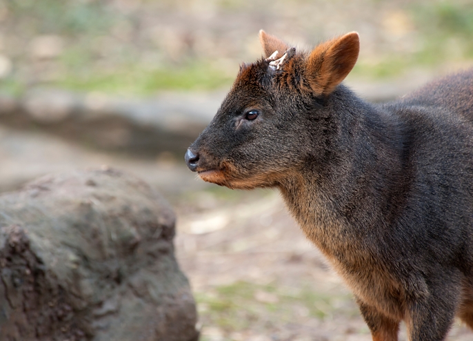 Pudú