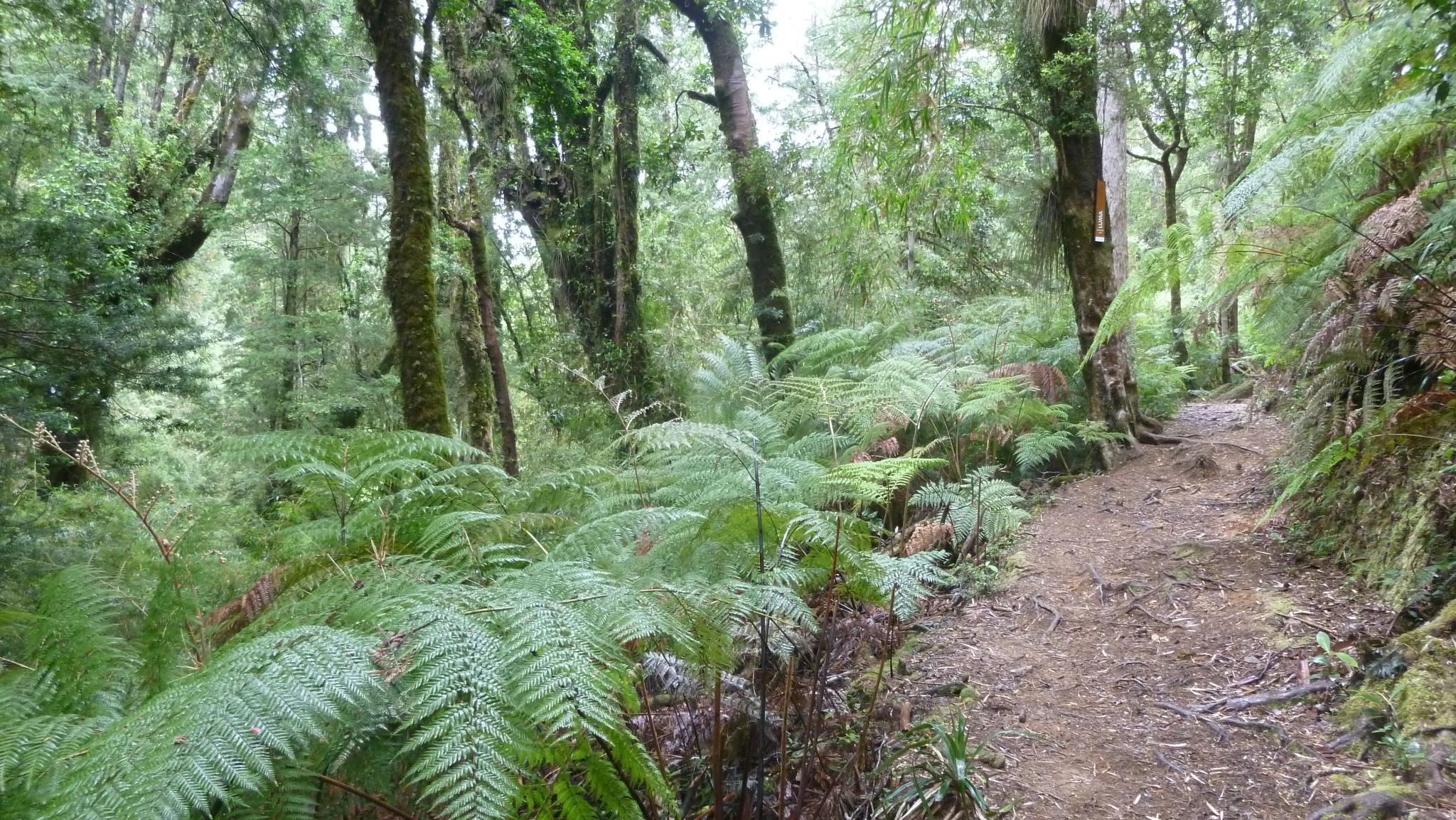 Sendero del parque Oncol