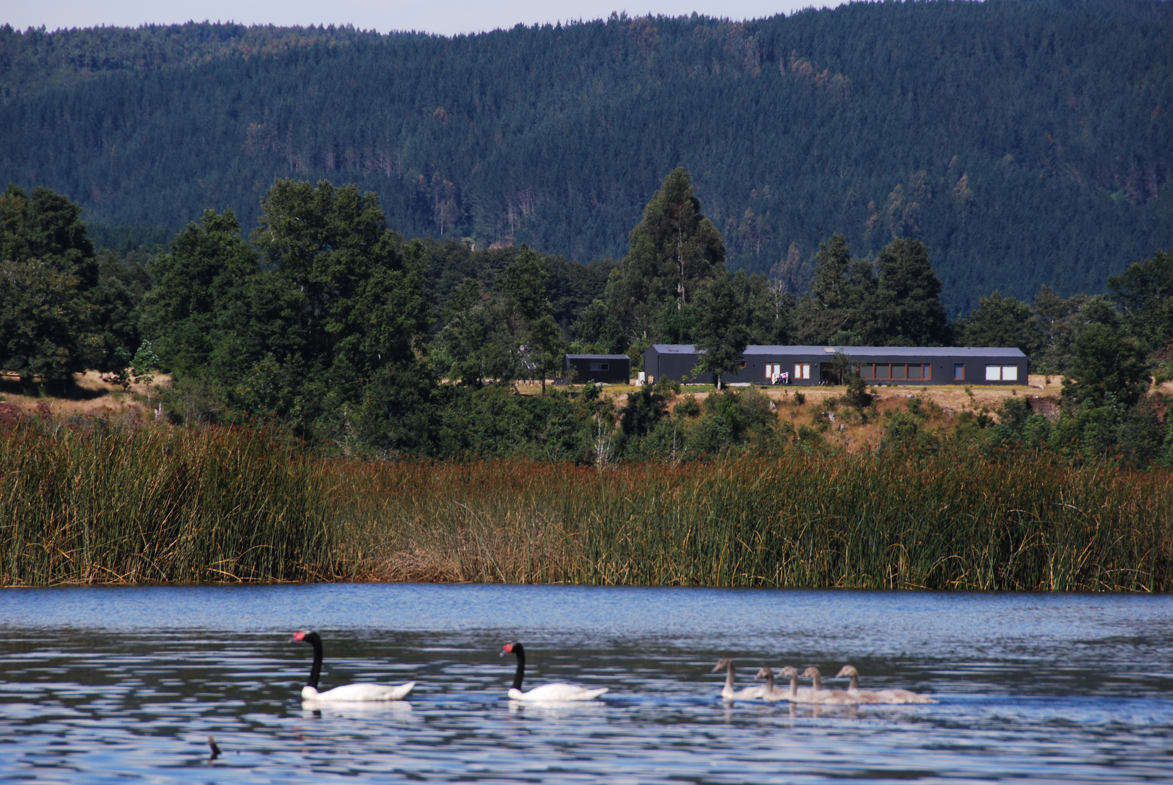 Excursión a Punucapa