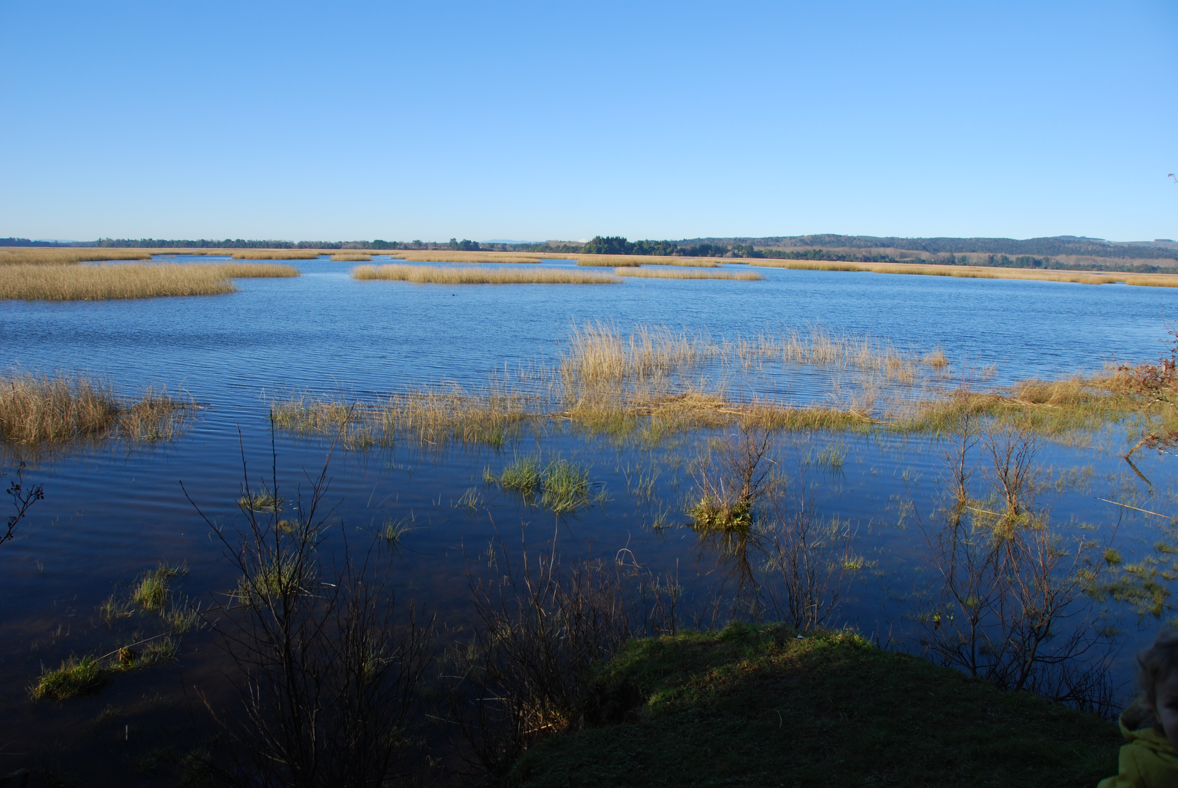 Humedales en Punucapa