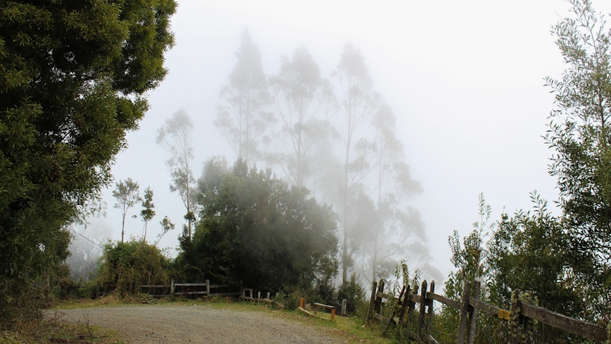 Neblina en Región de Los Ríos