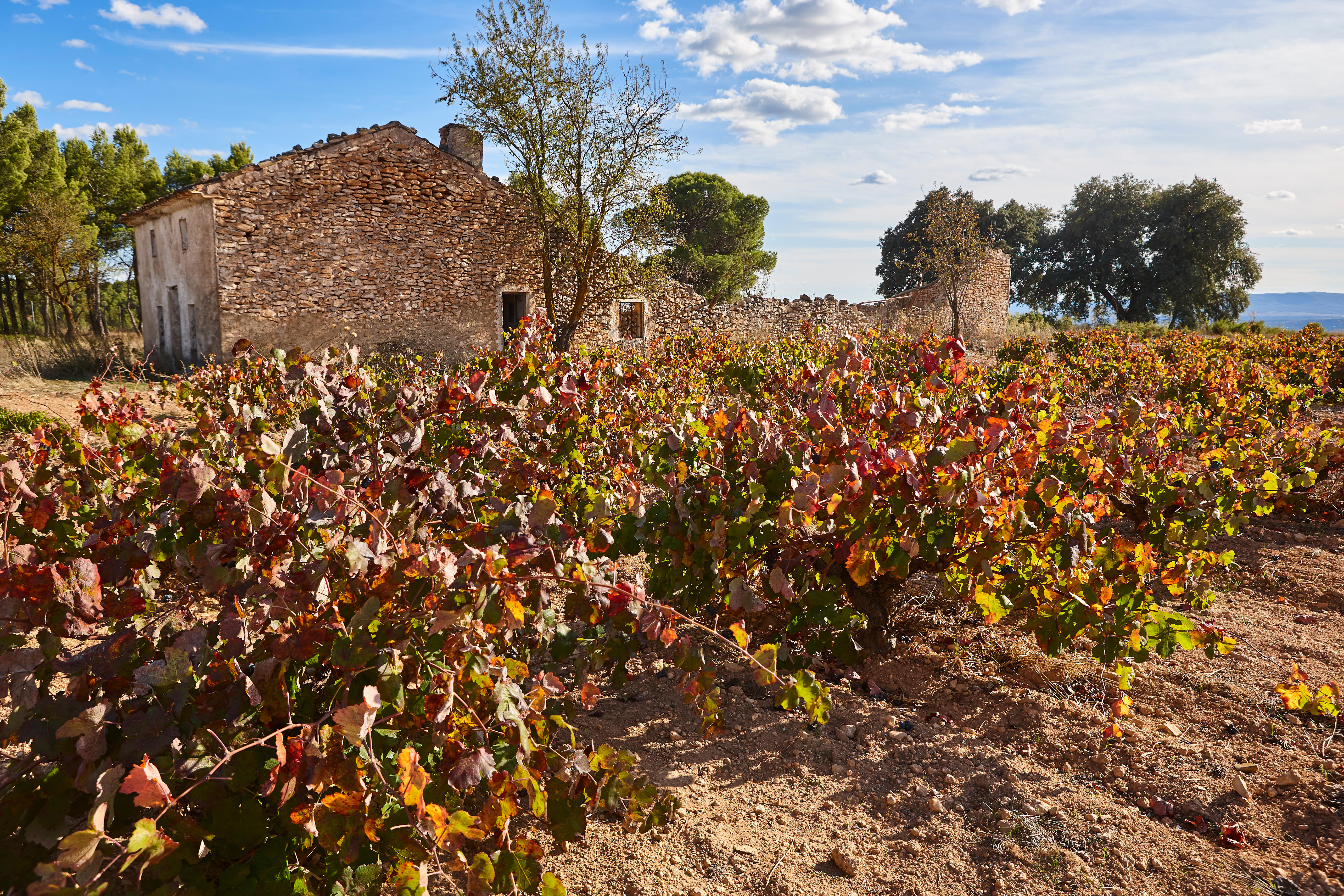 Plantación Bodega Utiel